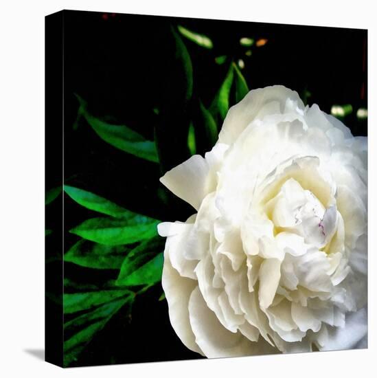 White Peony-Michelle Calkins-Stretched Canvas