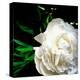 White Peony-Michelle Calkins-Stretched Canvas