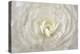 White Persian Buttercup Flower-Cora Niele-Premier Image Canvas