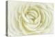 White Persian Buttercup-Cora Niele-Premier Image Canvas