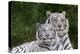 White Phase of the Bengal Tiger-Adam Jones-Premier Image Canvas