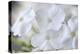 White Phlox-Anna Miller-Premier Image Canvas