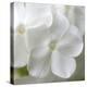 White Phlox-Anna Miller-Premier Image Canvas