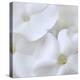 White Phlox-Anna Miller-Premier Image Canvas