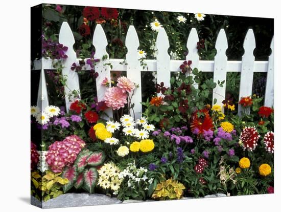 White Picket Fence and Flowers, Sammamish, Washington, USA-Darrell Gulin-Premier Image Canvas