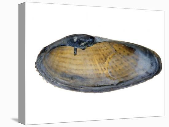 White Piddock Shell, Inside, Belgium-Philippe Clement-Premier Image Canvas