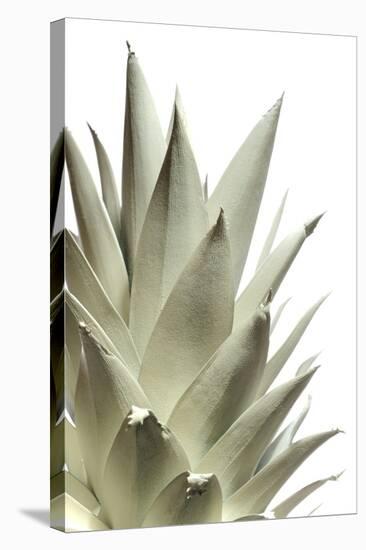 White Pineapple-Neal Grundy-Premier Image Canvas