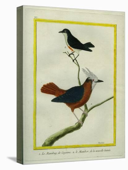 White-Plumed Antbird And-Georges-Louis Buffon-Premier Image Canvas