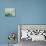 White Poinsettia-Karen Armitage-Premier Image Canvas displayed on a wall