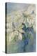 White Poinsettia-Karen Armitage-Premier Image Canvas