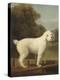 White Poodle in a Punt, 1780-George Stubbs-Stretched Canvas