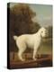 White Poodle in a Punt, C.1780 (Oil on Canvas)-George Stubbs-Premier Image Canvas