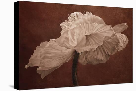 White Poppy-Cora Niele-Premier Image Canvas