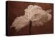 White Poppy-Cora Niele-Premier Image Canvas