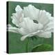 White Poppy-John Zaccheo-Premier Image Canvas