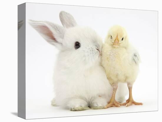 White Rabbit and Yellow Bantam Chick-Mark Taylor-Premier Image Canvas