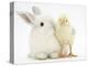 White Rabbit and Yellow Bantam Chick-Mark Taylor-Premier Image Canvas
