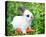 White Rabbit With a Carrot-null-Stretched Canvas
