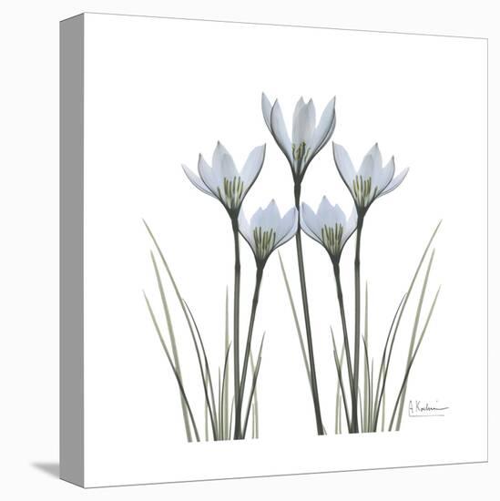 White Rain Lily 1-Albert Koetsier-Stretched Canvas