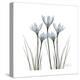 White Rain Lily 1-Albert Koetsier-Stretched Canvas