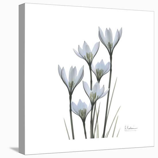White Rain Lily 3-Albert Koetsier-Stretched Canvas