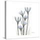 White Rain Lily 3-Albert Koetsier-Stretched Canvas