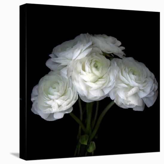 White Ranunculus Bouquet-Magda Indigo-Premier Image Canvas