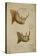 White Rhino and African Rhino, C.1860-John Hanning Speke-Premier Image Canvas