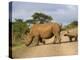 White Rhino and Calf, Ithala Game Reserve, Kwazulu Natal, South Africa-Toon Ann & Steve-Premier Image Canvas