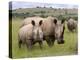 White Rhino, and Calf, Ithala Game Reserve, Kwazulu Natal, South Africa-Toon Ann & Steve-Premier Image Canvas