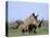 White Rhino (Ceratherium Simum) with Calf, Itala Game Reserve, South Africa, Africa-Steve & Ann Toon-Premier Image Canvas