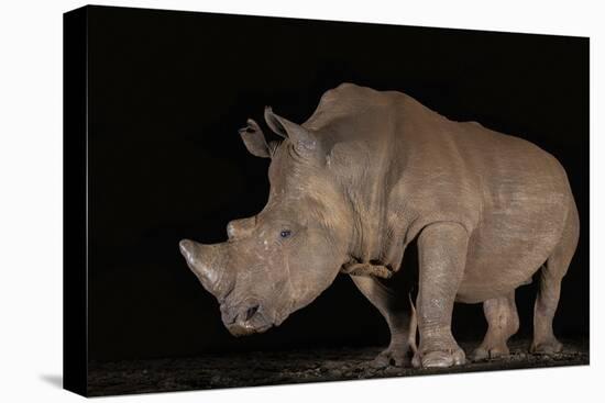 White rhino (Ceratotherium simum) at night, Zimanga private game reserve, KwaZulu-Natal-Ann and Steve Toon-Premier Image Canvas