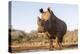 White rhino (Ceratotherium simum) bull at water, Zimanga private game reserve, KwaZulu-Natal-Ann and Steve Toon-Premier Image Canvas