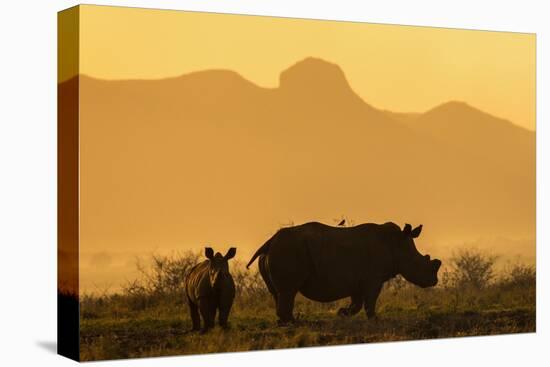 White rhino, Ceratotherium simum, calf and cow, Zimanga private game reserve, KwaZulu-Natal-Ann & Steve Toon-Premier Image Canvas