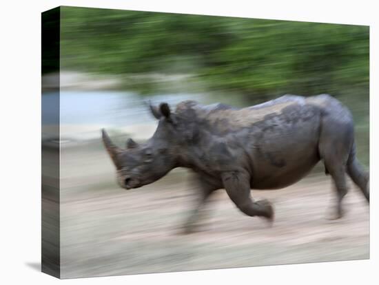 White Rhino (Ceratotherium Simum) Charging, Hlane Royal National Park Game Reserve, Swaziland-Ann & Steve Toon-Premier Image Canvas