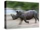White Rhino (Ceratotherium Simum) Charging, Hlane Royal National Park Game Reserve, Swaziland-Ann & Steve Toon-Premier Image Canvas