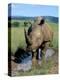 White Rhino (Ceratotherium Simum) Cooling Off, Itala Game Reserve, South Africa, Africa-Steve & Ann Toon-Premier Image Canvas