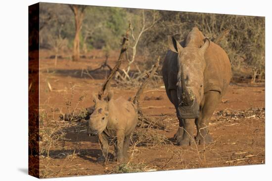 White rhino (Ceratotherium simum) cow with calf, Zimanga private game reserve, KwaZulu-Natal, South-Ann and Steve Toon-Premier Image Canvas