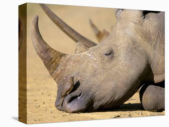 White Rhino (Ceratotherium Simum), Hluhluwe Game Reserve, Kwazulu Natal, South Africa, Africa-Steve & Ann Toon-Premier Image Canvas