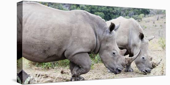 White rhino (Ceratotherium simum), Hluhluwe-Imfolozi Park, Kwazulu-Natal, South Africa, Africa-Christian Kober-Premier Image Canvas