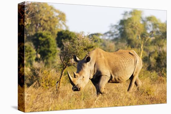 White rhino (Ceratotherium simum), Kruger National Park, South Africa, Africa-Christian Kober-Premier Image Canvas