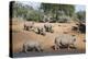 White Rhino (Ceratotherium Simum), Kumasinga Water Hole, Mkhuze Game Reserve, Kwazulu-Natal, Africa-Ann & Steve Toon-Premier Image Canvas