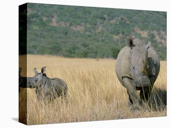 White Rhino (Ceratotherium Simum) Mother and Calf, Itala Game Reserve, South Africa, Africa-Steve & Ann Toon-Premier Image Canvas