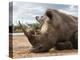 White Rhino (Ceratotherium Simum), Royal Hlane National Park, Swaziland, Africa-Ann & Steve Toon-Premier Image Canvas