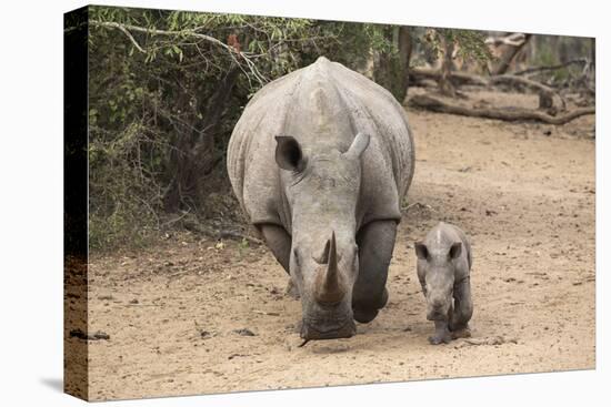 White Rhino (Ceratotherium Simum) with Calf, Mkhuze Game Reserve, Kwazulu-Natal-Ann & Steve Toon-Premier Image Canvas