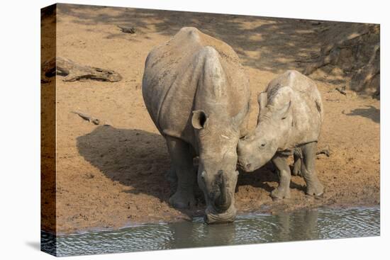 White Rhino (Ceratotherium Simum) with Calf, Mkhuze Game Reserve, Kwazulu-Natal-Ann & Steve Toon-Premier Image Canvas