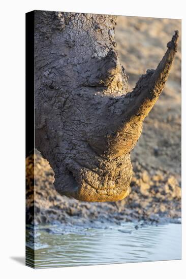 White Rhino (Ceratotherium Simum) with Muddy Face, Mkhuze Game Reserve, Kwazulu-Natal, South Africa-Ann & Steve Toon-Premier Image Canvas