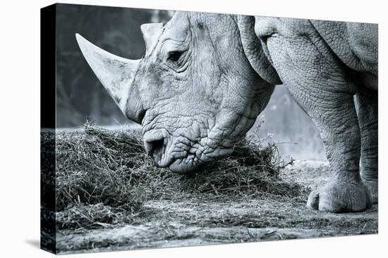 White Rhino In Black And White Eating-goinyk-Premier Image Canvas