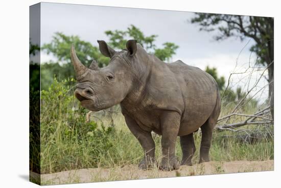 White Rhino, Sabi Sabi Reserve, South Africa-Paul Souders-Premier Image Canvas