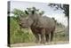 White Rhino, Sabi Sabi Reserve, South Africa-Paul Souders-Premier Image Canvas